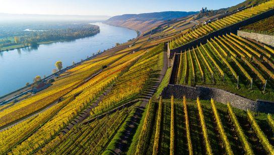 Découvrez les vins allemands