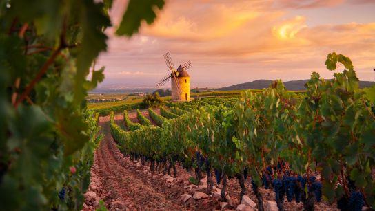 Les 10 crus du Beaujolais