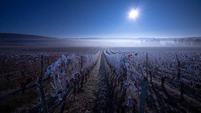 Les vins de glace
