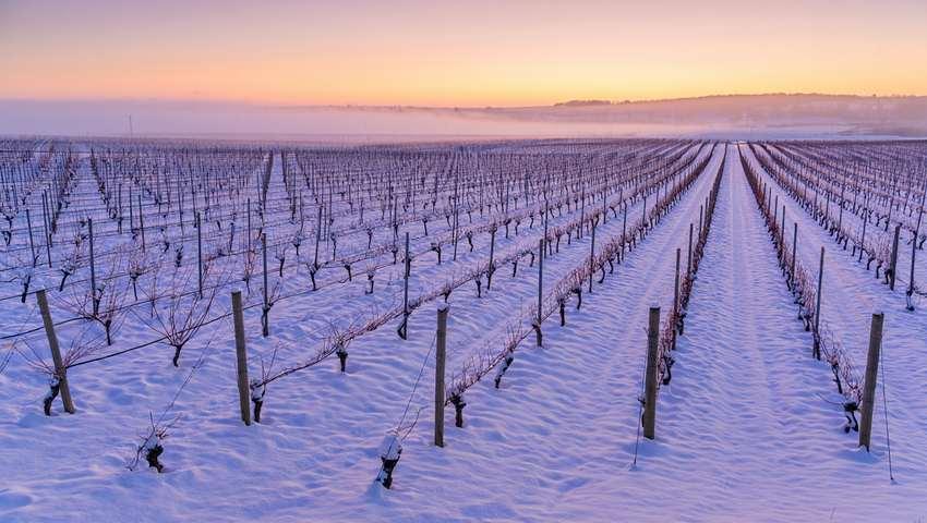 Vignes enneigées dans la péninsule du Niagara, Ontario