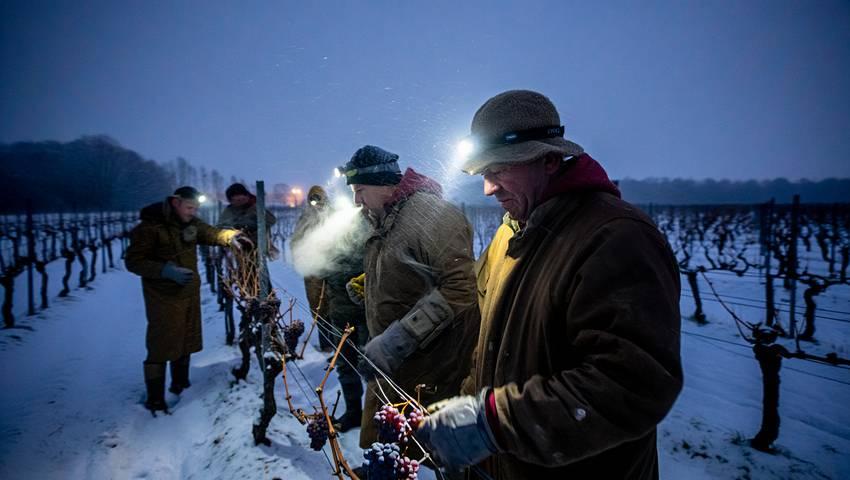 Vendangeurs récoltant de nuit dans le gel